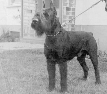 Asko von der Friedrichsburg   Weltsieger 1975   SchH II   Jahressieger 1974   Franz.Champion   Dtsch.Champion   Klubsieger   VDH-Sieger   Intern.Champion   Bundessieger 1973   Bild+Info Familie Machauer