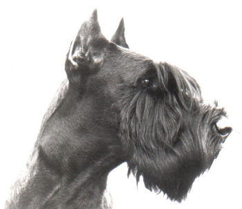 Assan v.d. Rois *1984, Wjsg,Bjsg,Bsg, Bild+Info Ulrike Steeg