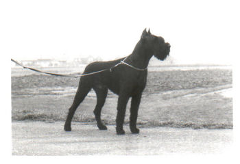 Assan v.d. Rois *1984, Wjsg,Bjsg,Bsg, Bild+Info Ulrike Steeg