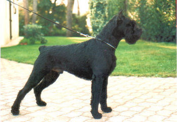 Assan v.d. Rois *1984, Wjsg,Bjsg,Bsg, Bild+Info Ulrike Steeg