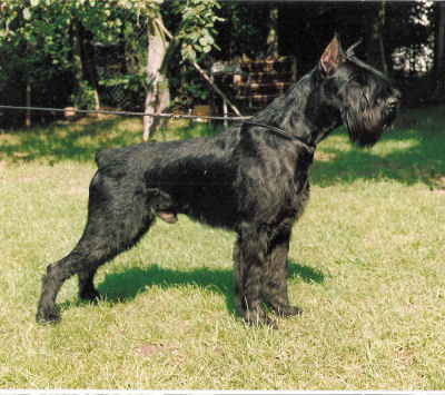 Avenger Larry Diablik  WT 10.08.1988  Jjsg 1990  Int.Ch.  Dt. u. VDH Ch.  Klbsg  Belg.Winner  SchH 3  HD 0   gest.Dez.1999 Bild + Info Karin Launer, Linden