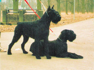 Avenger Larry Diablik   Bild + Info Karin Launer, Linden