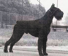 Avenger Larry Diablik  WT 10.08.1988  Jjsg 1990  Int.Ch.  Dt. u. VDH Ch.  Klbsg  Belg.Winner  SchH 3  HD 0   gest.Dez.1999 Bild + Info Karin Launer, Linden