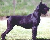 Betty von Grobis Meute WT 17.06.1986, Bild + Info Christin Hoffmann-Mattis