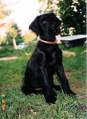 Herbert Condor vom K�pfle *31.05.1996 Bild + Info Cornelia Rommel-Hormes