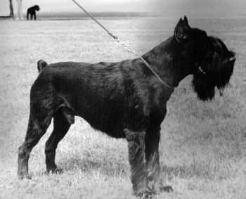 Boris von der Friedrichsburg   VDH Champion   Deutscher Champion   Bundessieger 1986   Europasieger 1988   Jahressieger 1986   Klubsieger   Saarlandsieger   Int.Rassehundesieger 1987