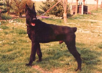 Carlo vom Kraichgau    Bild: Familie M�ller, Sinsheim-Reihen