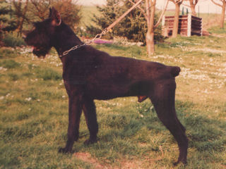 Carlo vom Kraichgau   Bild: Familie M�ller, Sinsheim-Reihen