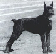 Cimbana von Grobis Meute WT 27.09.1987, Bild + Info Christin Hoffmann-Mattis