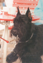 Cirus vom Kraichgau   Bild: Familie M�ller, Sinsheim-Reihen