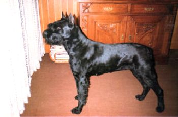 Cirus vom Kraichgau   Bild: Familie M�ller, Sinsheim-Reihen