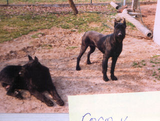 Coco vom Kraichgau   Bild: Familie M�ller, Sinsheim-Reihen