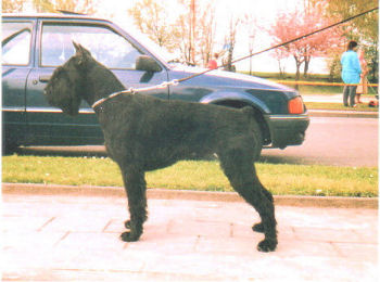 Cory d'AR Bolhene, Esg, Bild von 1990, Bild+Info Ulrike Steeg