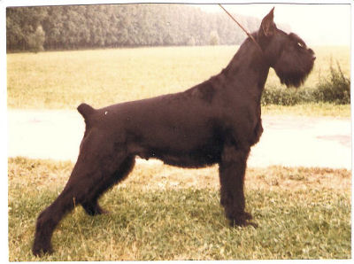 Dora Polonika Dem   Bild + Info Karin Launer, Linden