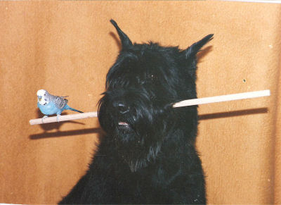 Dora Polonika Dem   Bild + Info Karin Launer, Linden