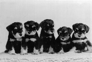 ZSss von den fidelen socken,E-Wurf, Bild + Info Elke Purtzel