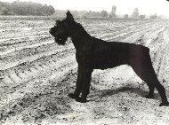 Ev vom Barracuda WT 8.09.1983, Bild + Info Christin Hoffmann-Mattis