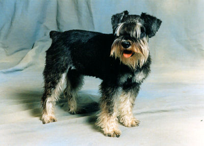 Bild + Info Elke Purtzel