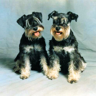 Bild + Info Elke Purtzel