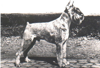 Faust v.d.Havenstad *1981, Wsg, Bild+Info Ulrike Steeg