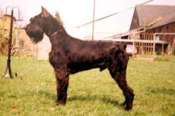 Fausto vom Greifensee, Das Bild endstand ca. 1988, Dt. CH, ScH 3, Z�chter Artur Knierimen, Bes. U R�mer Krefeld