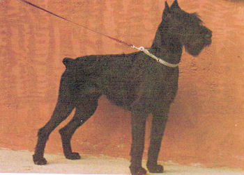 Hanka von der Friedrichsburg  1977  Bundessieger  Deutscher Champion   Bild+ Info  Familie Machauer