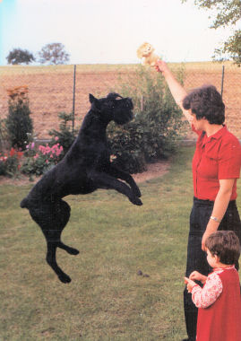 Hera vom Guenterstal Bild + Info Familie M�ller Sinsheim-Reihen