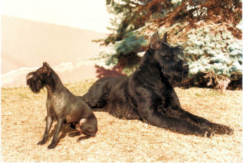 Hera und Kira vom Guenterstal Bild+Info Familie M�ller Sinsheim-Reihen