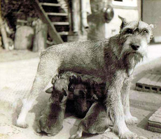 Hexe vom Rodacker    Bild+Info Thorsten Flauaus   Bild ist ca. 50 Jahre alt