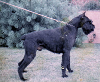 Hondo vom Guenterstal, Bild+Info Ulrike Steeg