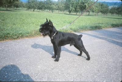 Hatz vom Klosterhof*12.04.1980, Bild+Info Martina Rupp