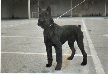 Iwan v.d.Lederhecke, Bild v.1983, Bild+Info Ulrike Steeg