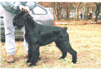 Matraszepe Kelly *24.6.1994, Bild+Info Ulrike Steeg, Bild v.1996