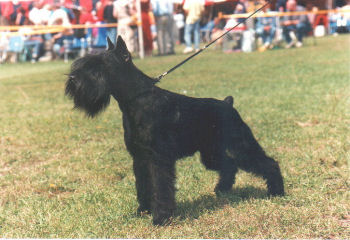 Ocus Pocus v.d.Havenstad, Wsg, Bild von 1996, Bild+Info Ulrike Steeg