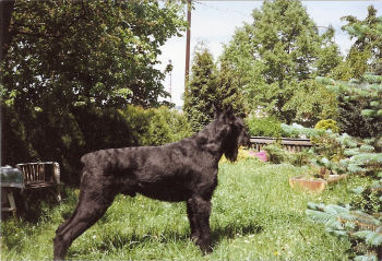 Ogar vom Bartenwetzer, Aufnahme v. 11.6.1991, Bild+Info Gerlinde Borger