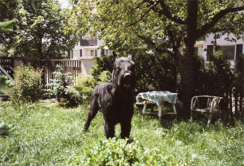 Ogar vom Bartenwetzer, Aufnahme v. 11.6.1991, Bild+Info Gerlinde Borger