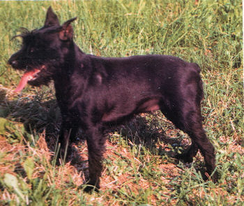 Otti vom Guenterstal Bild+Info Familie M�ller Sinsheim-Reihen