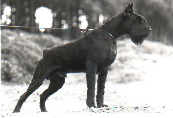 Pascha v.d.Lederhecke, Klbsg, SchH3, Bild von 1985, Bild+Info Ulrike Steeg