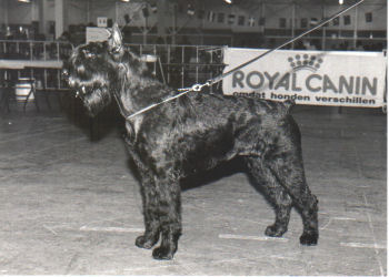 Pearl v.d.Havenstad *1990, Bild von 1992, Bild+Info Ulrike Steeg