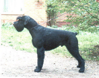 Pectus Bistro, Wsg, Bsg, Bild+Info Ulrike Steeg, Bild von 1991