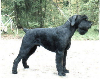 Pectus Querulant*1990, Bild v. 1993, Bild+Info Ulrike Steeg