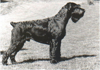 Pectus Richard, Bsg, Bild von 1988, Bild+Info Ulrike Steeg