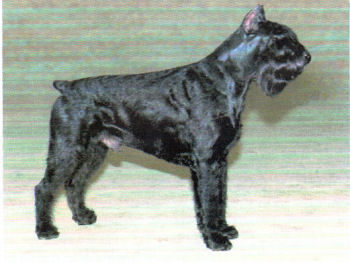 Puccini v.d.Havenstad *1990, Bild v.1994, Bild+Info Ulrike Steeg