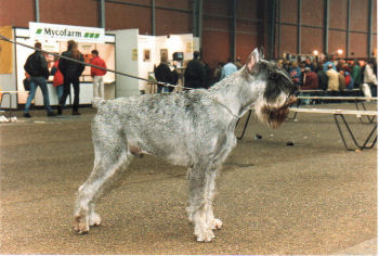 Ramses v.d.Havenstad *1993, Bsg,Esg, Bild v. 1996, Bild+Info Ulrike Steeg