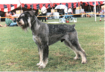 Ramses v.d.Havenstad *1993, Bsg,Esg, Bild v. 1996, Bild+Info Ulrike Steeg