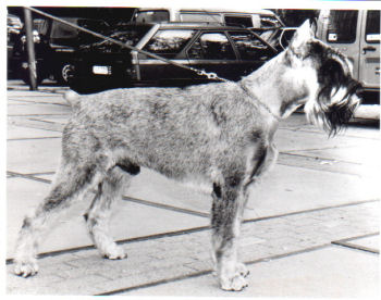 Ramses v.d.Havenstad *1993, Bsg,Esg, Bild v. 1995, Bild+Info Ulrike Steeg