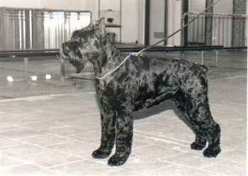 Scansens Mischiefmaker, Bild v.1990, Bild+Info Ulrike Steeg