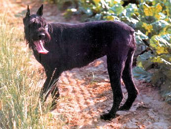 Uschi vom Guenterstal, Bild + Info Familie M�ller, Sinsheim-Reihen