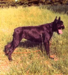 Uschi vom Guenterstal, Bild+Info Familie M�ller, Sinsheim-Reihen