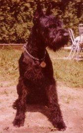 Ambra de la Gigante,  WT 12.10.1977, Bild+Info Vera Plaschg